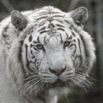Un tigre blanc du zoo de Beauval