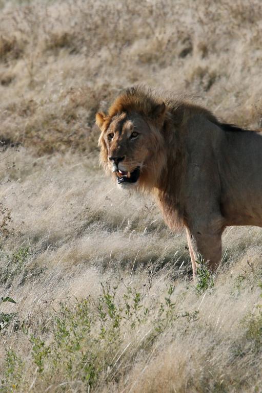 Un lion dans la savane de Namibie
