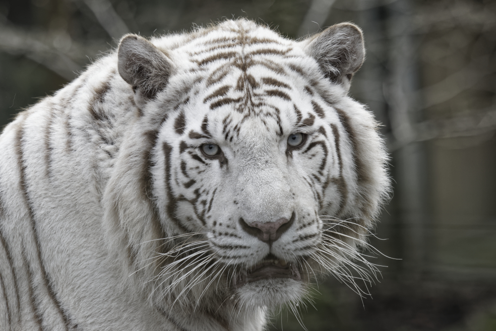 Un tigre blanc du zoo de Beauval