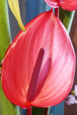 © Elodie Cherittwizer