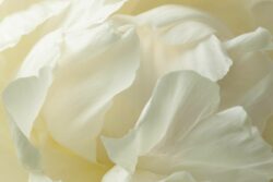 © Jean-François Forget